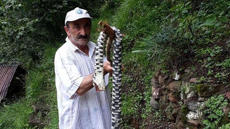 Karadenizde yılan tehlikesi