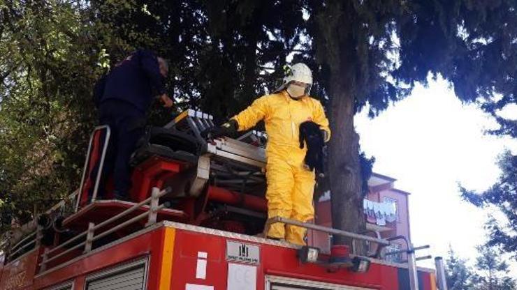 Ağaçta mahsur kalan kediyi itfaiye kurtardı