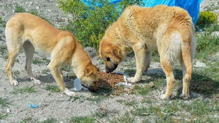 Başkentte sokak hayvanlarına 461 ton mama desteği sağlandı