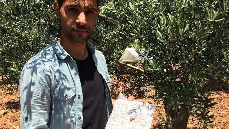 Zeytin güvesine karşı tuzak kuruldu