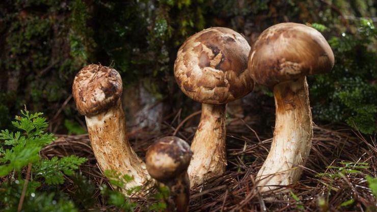 Matsutake mantarının sağlığa faydaları