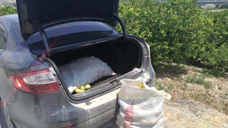 Limon hırsızları jandarma tarafından suçüstü yakalandı