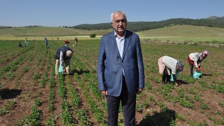 Tarım işçilerinin ücretleri belirlendi