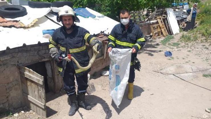 Kümese giren yılanı itfaiye yakaladı