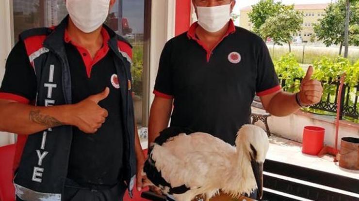Yuvasından düşen leylek yavrusunu sahiplendiler