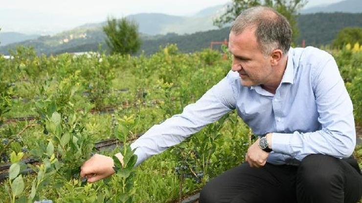 Yaban mersininde hasat başlıyor