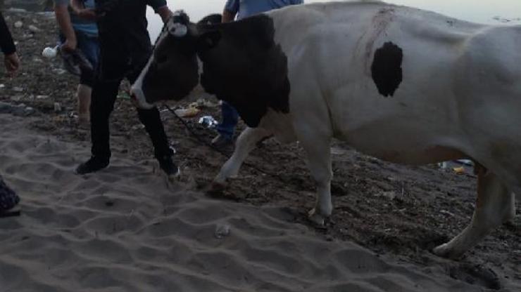 Bataklığa saplanan ineği ekipler kurtardı