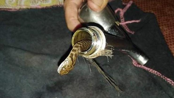 Gözlerine inanamadılar... Musluktan yılan çıktı