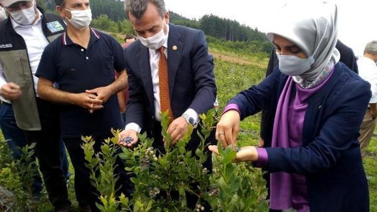 Yaban mersininin ilk fidelerinde hasat başladı