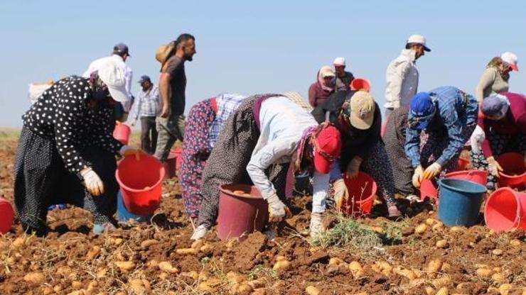 Adıyamanda patates hasadı başladı