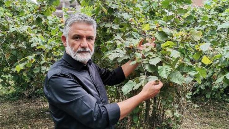 Fındık fiyatı, üreticileri sevindirdi