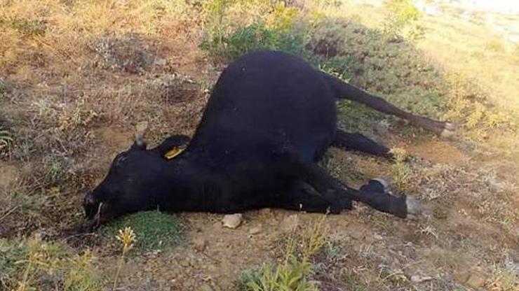 Merada otlayan 3 büyükbaş zehirlendi