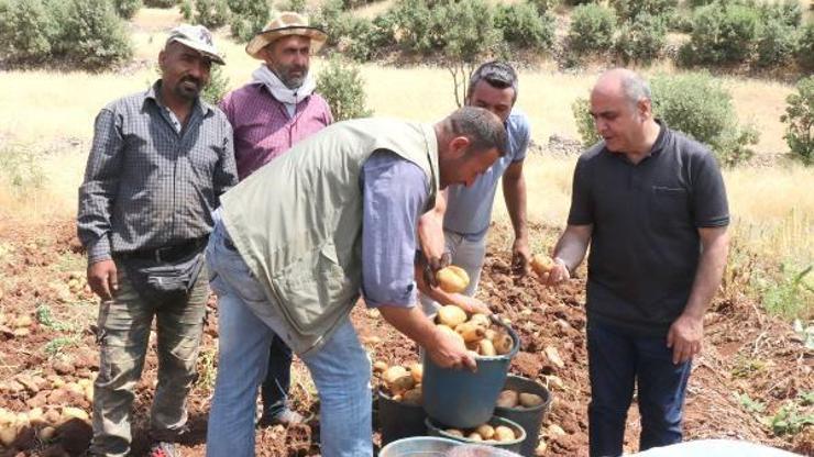 Ömerlide patates hasadı başladı