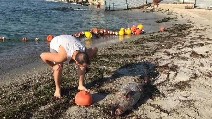 Tekirdağda ölü yavru yunus karaya vurdu