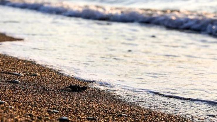 Başkan Böcekin koruma altına aldığı Caretta Caretta yavruları denizle buluştu