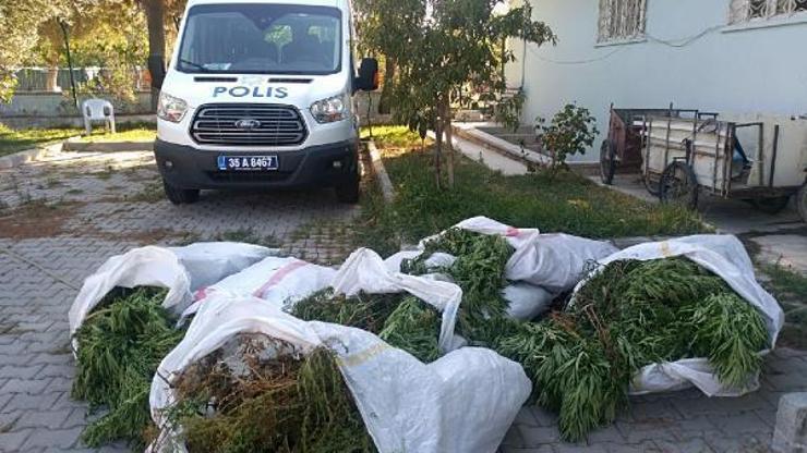 Pamuk tarlasında Hint keneviri yetiştiren çiftçi tutuklandı