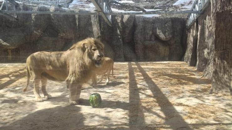 Dünya Aslan Günü’ne özel kutlama