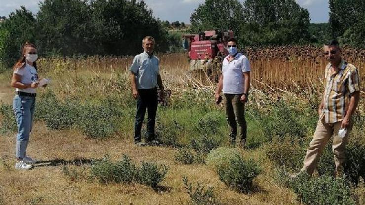 Pınarhisar’da ayçiçeği hasadı başladı