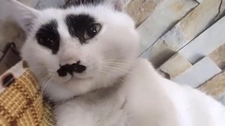 Son dakika... Çin’deki ‘üzgün kedi, sosyal medyada ilgi odağı oldu