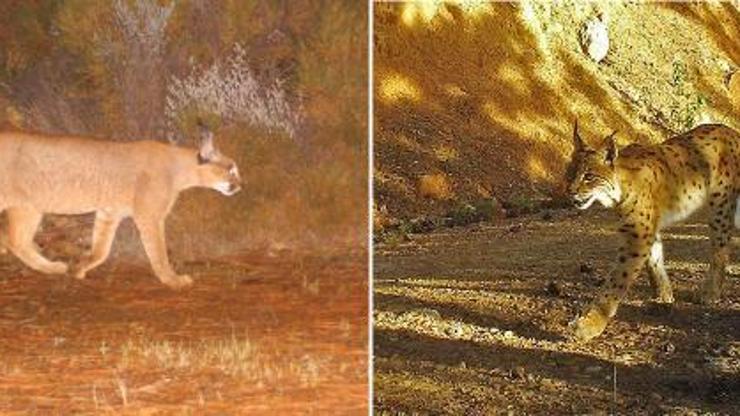 Son dakika... Dünyada bir ilk; karakulak ve vaşak Anadoluda aynı bölgede