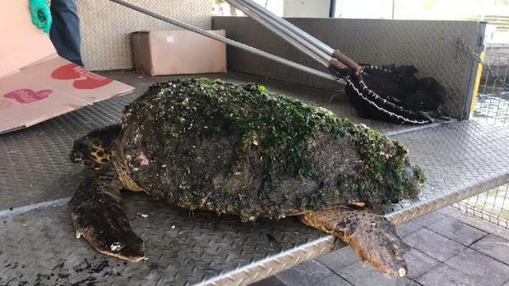 Yaralı caretta caretta tedaviye alındı