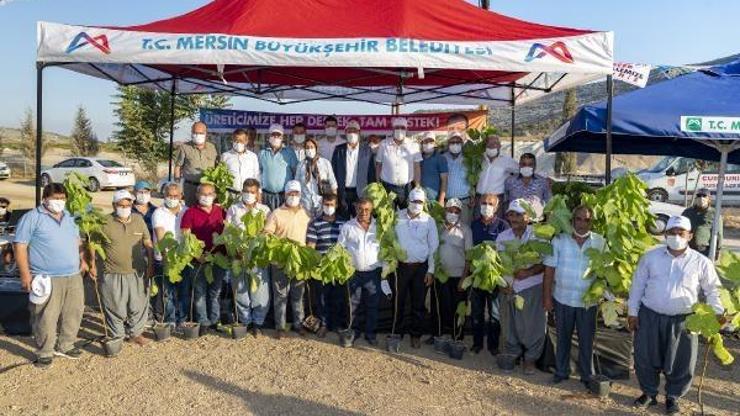 Tarsuslu üreticiye incir fidanı