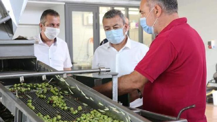 Bademli zeytin hasadı