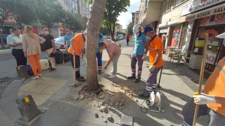 Köküne beton dökülen ağaçlar kurtarıldı
