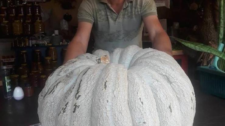 53 kilogramlık bal kabağı yetiştirdi