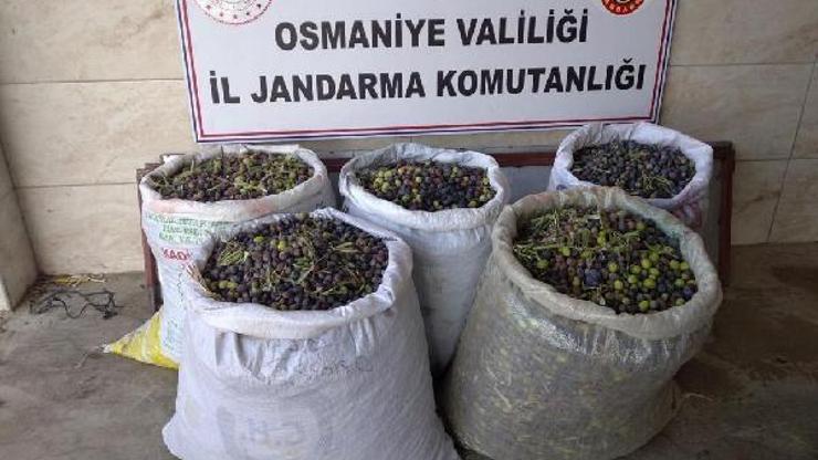 Zeytin ağaçlarının meyvelerini çalan şüpheli yakalandı