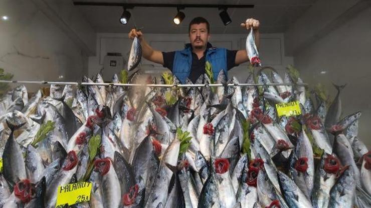 Palamut azaldı fiyatı 15 liradan, 25 liraya çıktı