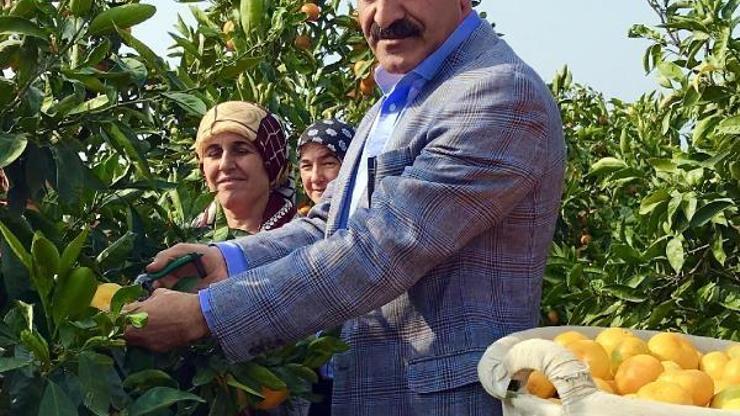 Mandalina ihracatında hedef 400 milyon dolar