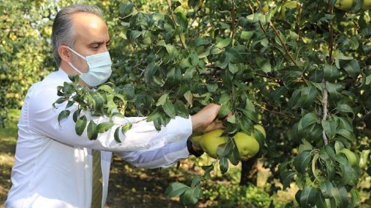 Başkan Aktaş, armut hasadına katıldı