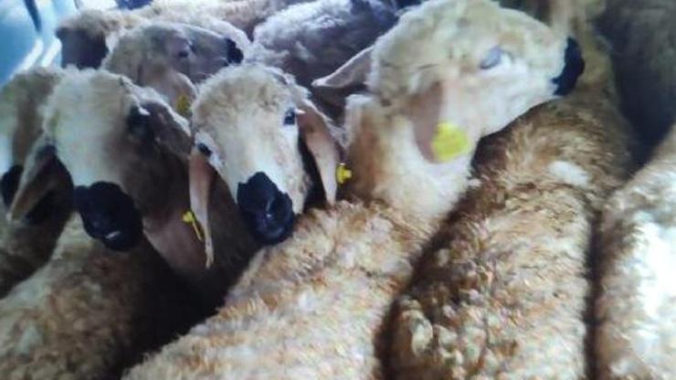 Kayseride, 133 koyun çalan 4 hırsız yakalandı