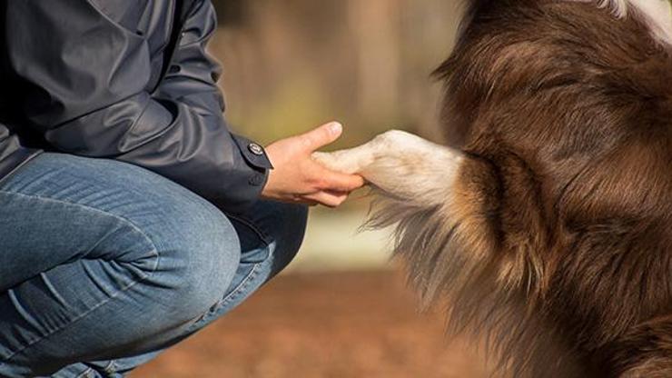 İspanyol akademisyenlerden koronavirüs analizi: Köpek sahipleri risk altında
