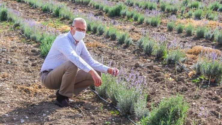Karacabey Belediyesi aromatik bitkiler üzerine çalışıyor