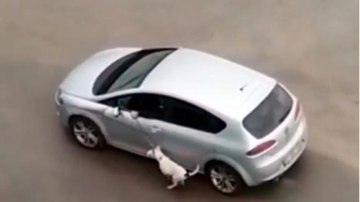 Aracından köpeği tasmasıyla sürükledi
