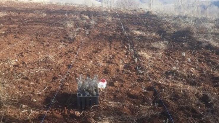 Develi’de 5 bin 500 lavanta toprakla buluştu