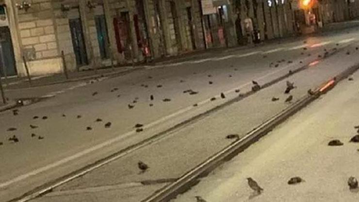 Romada yılbaşı kabusu Yüzlerce kuş öldü