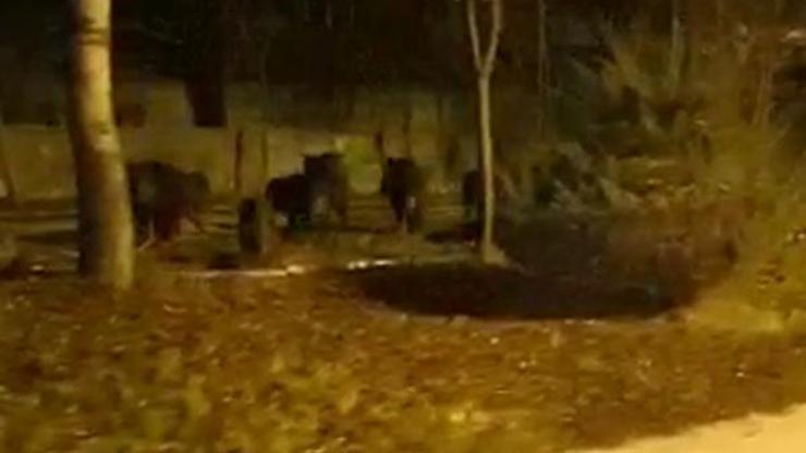 Domuz sürüsü kent merkezine indi