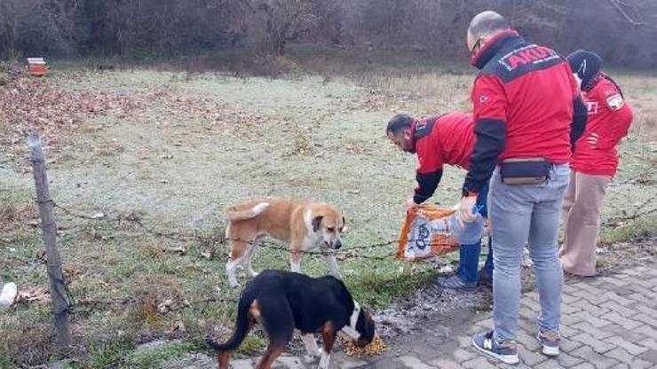 AKUT sokak hayvanlarını unutmadı