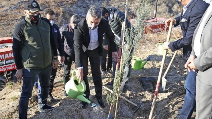 Beşiktaş Kulübü yanan ormanlara fidan dikti