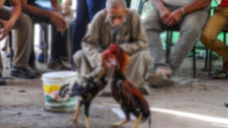 Horoz dövüştürerek yasa dışı bahis oynayanlara ceza