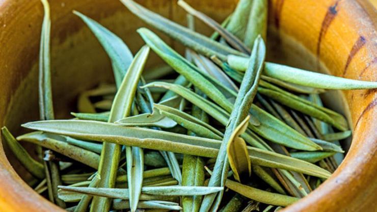 Zeytin yaprağındaki Oleorupin maddesi nedir, etkileri neler, virüse karşı koruyor mu Zeytin yaprağı çayı nasıl demlenir