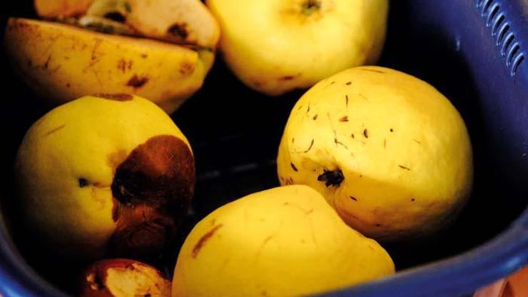 Rüyada Ayva Görmek Ne Anlama Gelir Rüyada Ayva Yemek Nasıl Yorumlanır