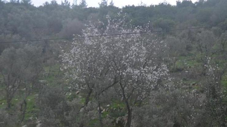 Bodrumda badem ağaçları çiçek açtı