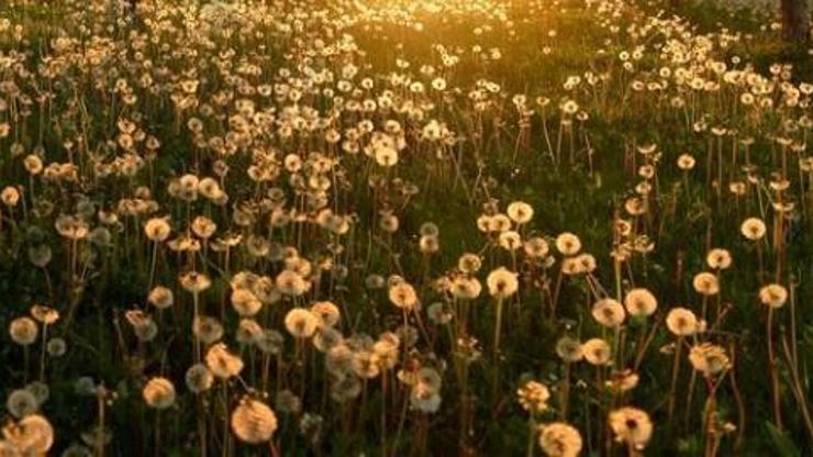 Karahindiba Çayının Faydaları Nelerdir Karahindiba Çayı Nasıl Yapılır, Nasıl Demlenir