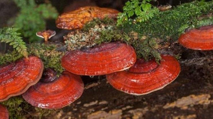 Reishi Mantarı Nedir, Nasıl Kullanılır Kırmızı Reishi Mantarı Faydaları Nelerdir