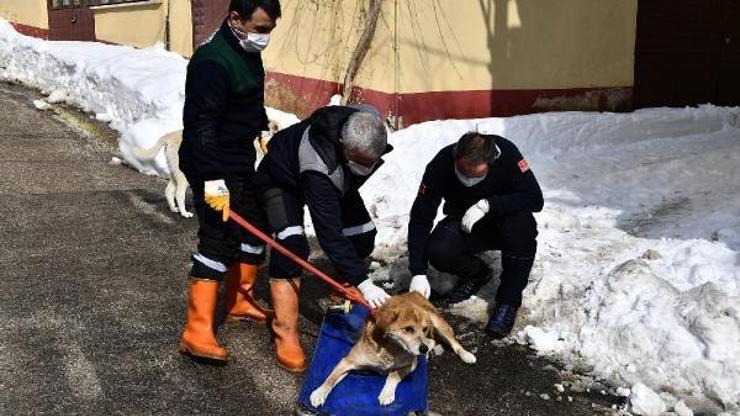 Tümörlü köpek sağlığına kavuştu