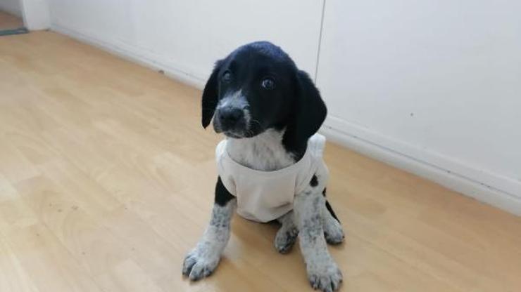 Otomobilin ezdiği yavru köpeğe esnaf yardım etti